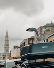Golden seagull logo with a car and shipping container in the background