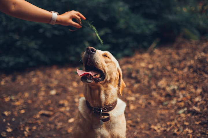 Are Your Pets Bored Inside?