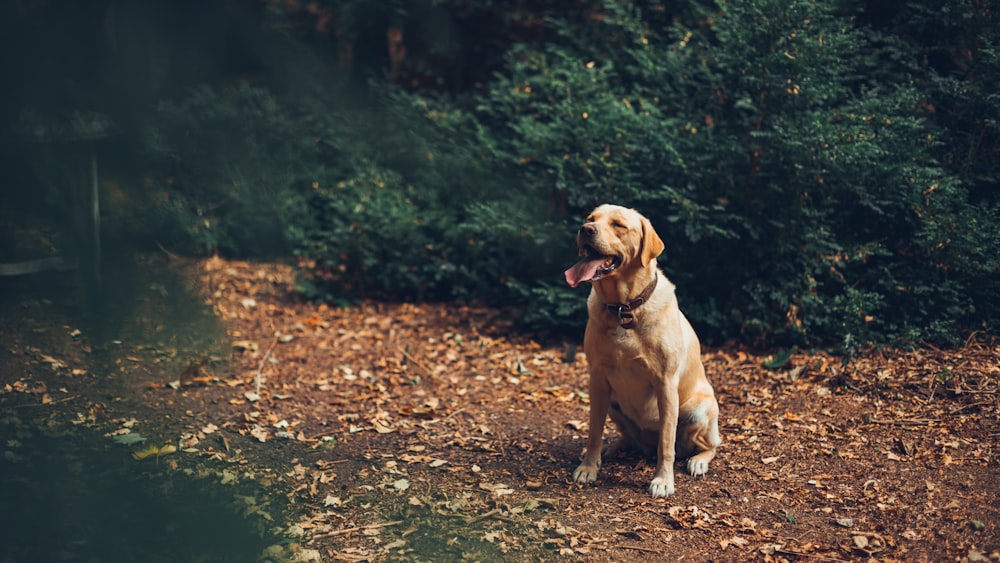 Un perro sentado en un camino