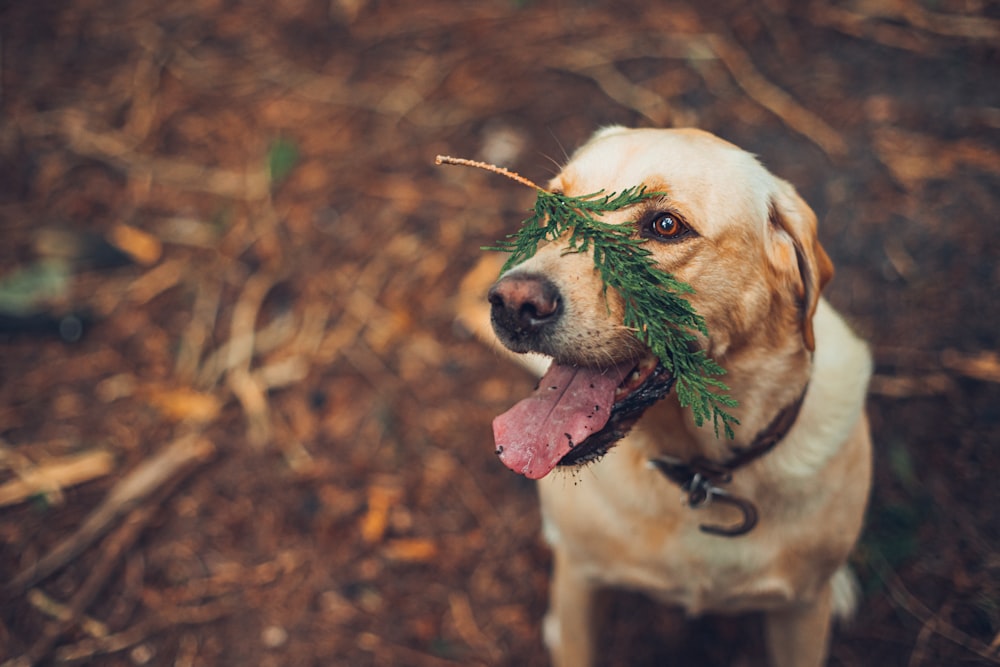 a dog with its mouth open