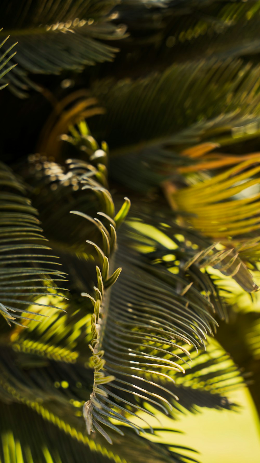 a close up of a plant