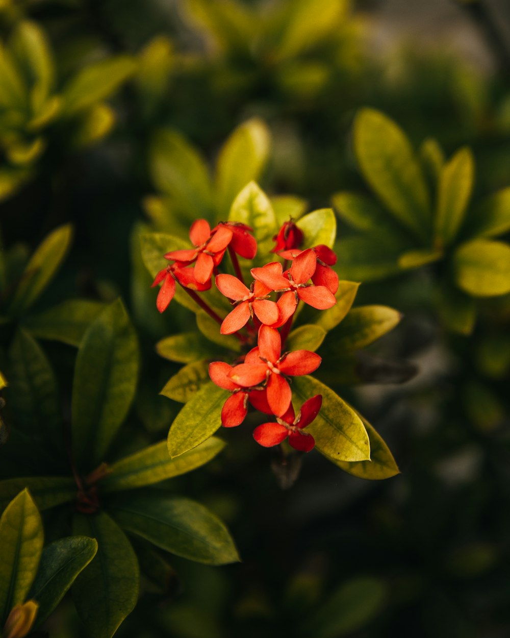 a close-up of a flower