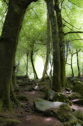 a forest with trees