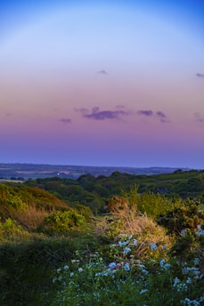 A serene landscape featuring a lush, rolling terrain covered in verdant foliage and wildflowers. The sky presents a gradient from deep blue above to a soft purple and pink near the horizon, suggesting a time close to dawn or dusk. Scattered clouds accentuate the gentle ambiance, and the distant horizon lines offer a sense of depth.