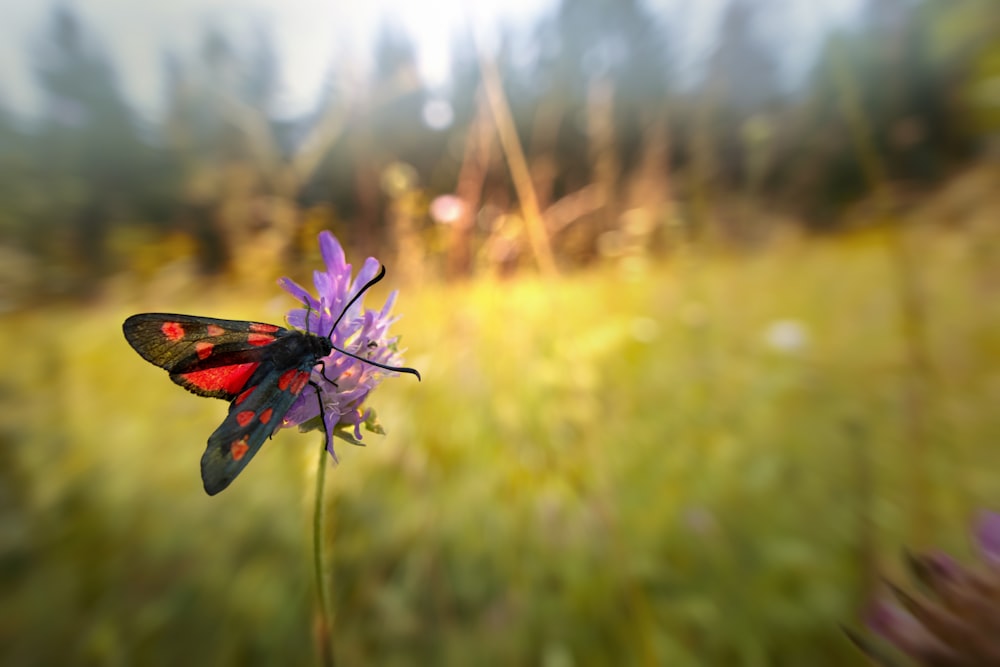 a butterfly on a flower