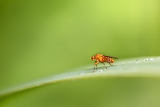 a bug on a leaf