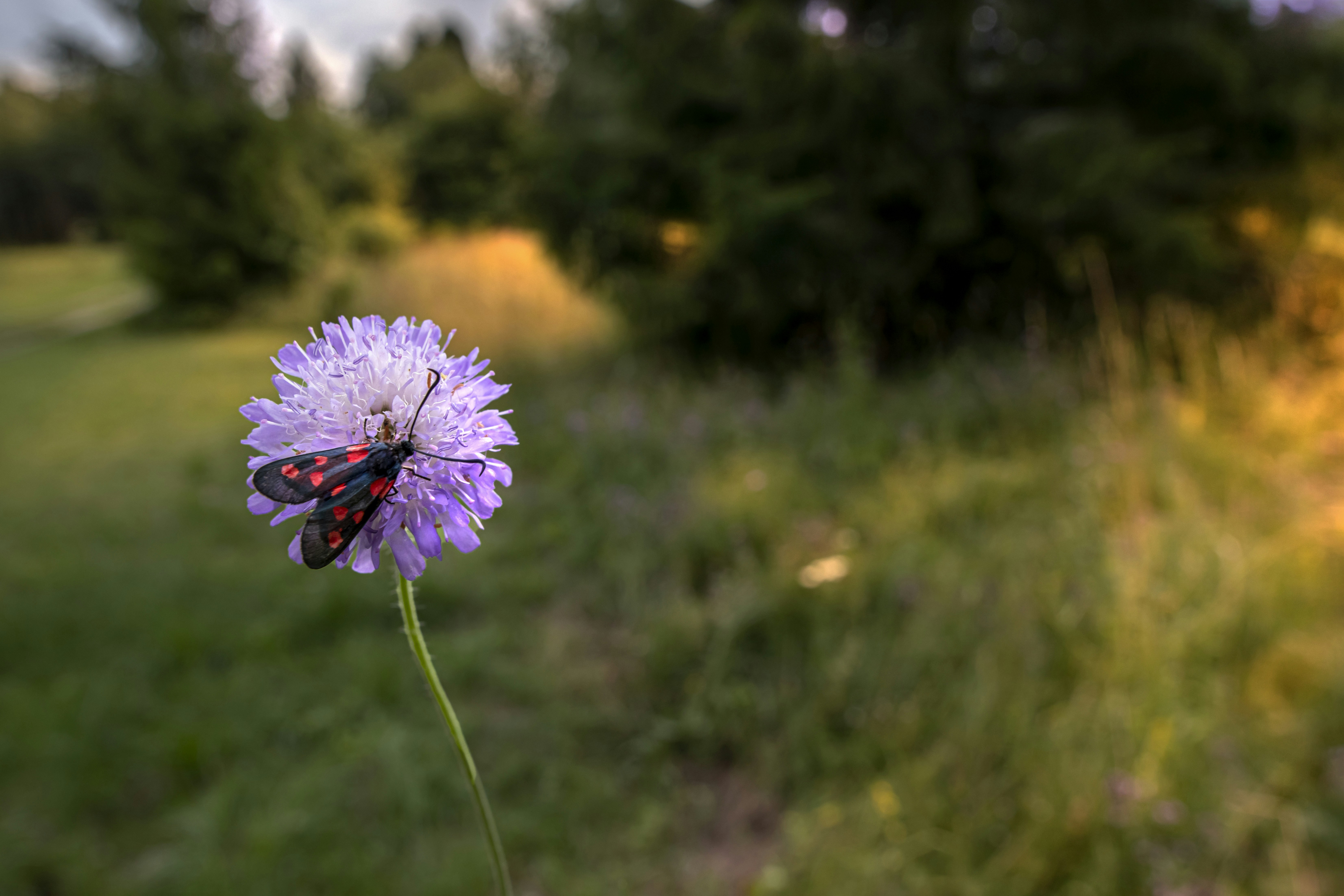 Photo by erik_karits