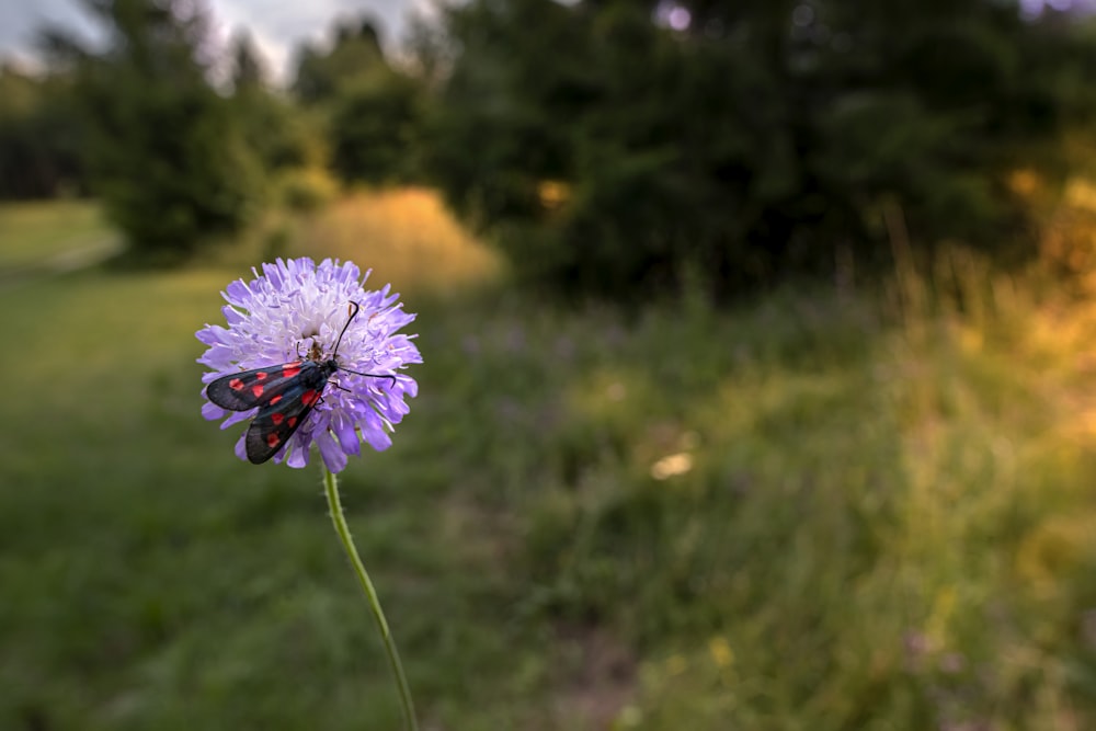 a purple flower with green grass