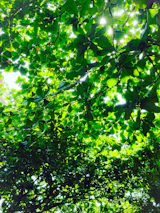 Lush green rainforest canopy with sunlight filtering through dense leaves.