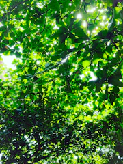Lush rainforest canopy with sunlight filtering through dense green leaves.