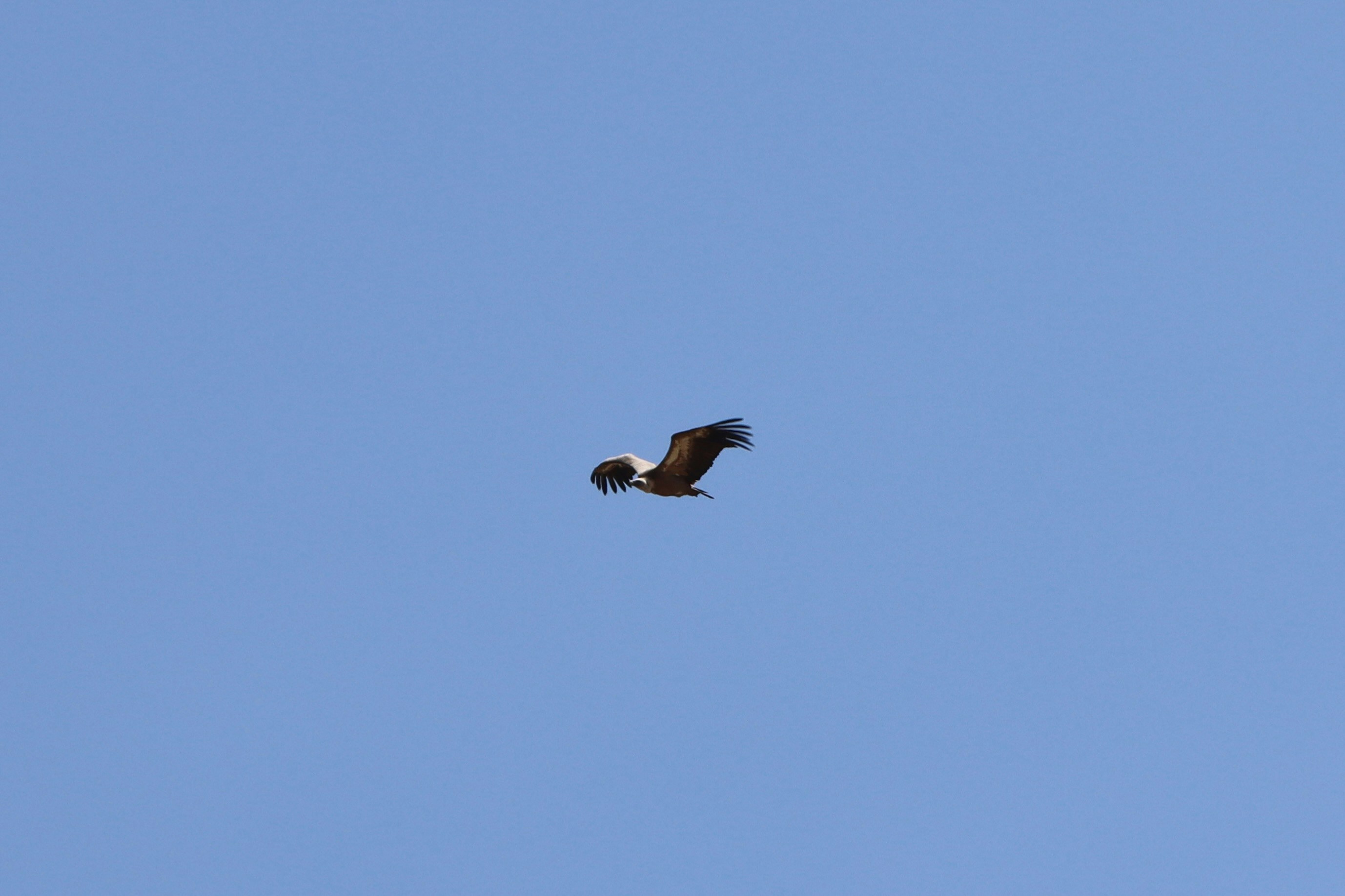 Photo by elijahbillas