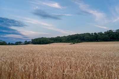 a field of brown grass with trees in the background