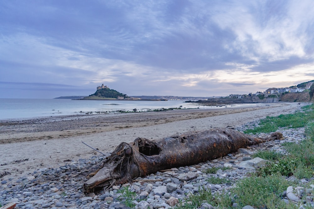 um tronco em uma praia