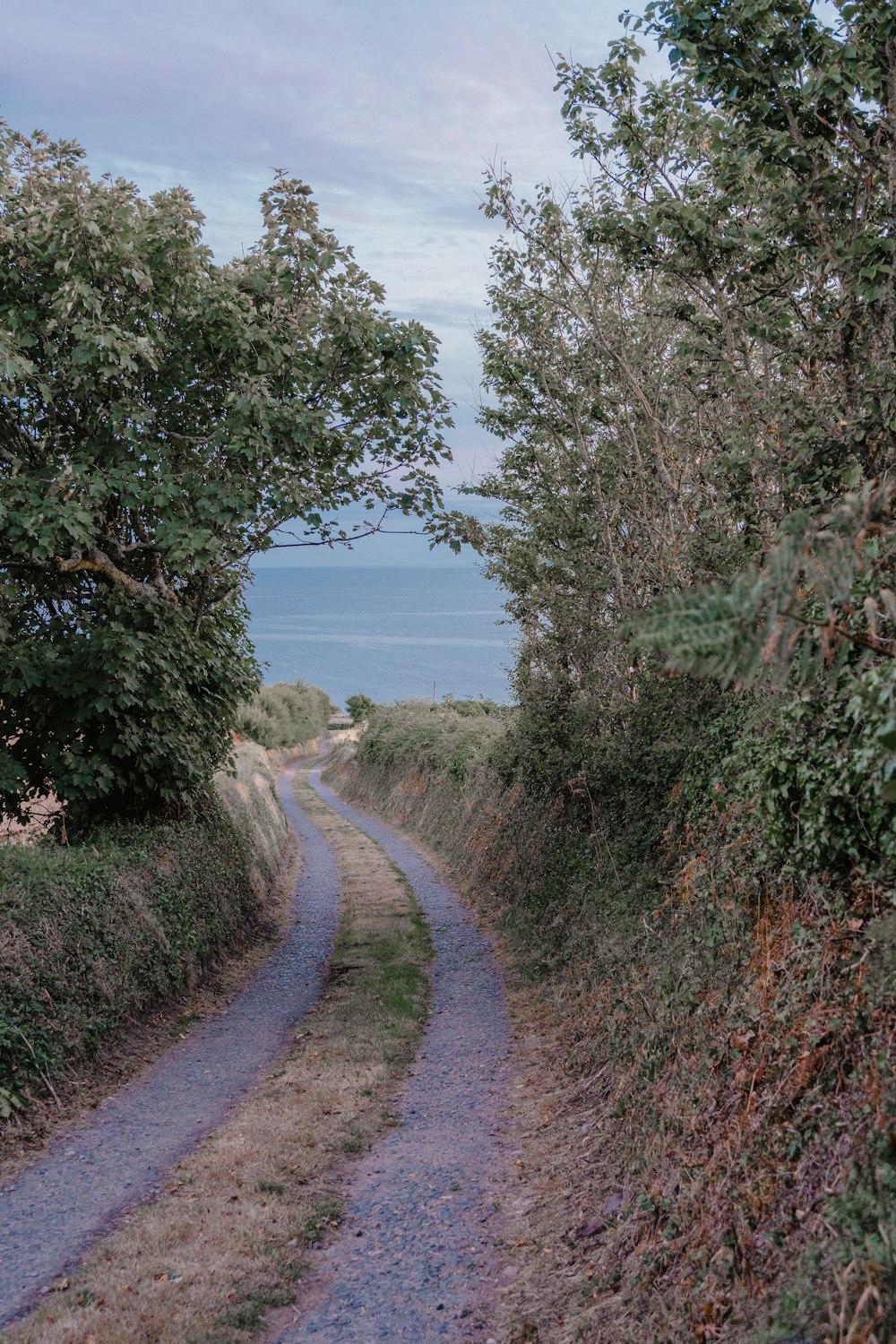 a dirt road with trees on either side of it