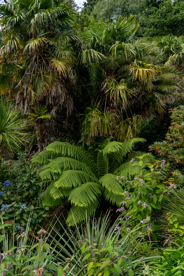 Cornish subtropical gardens (Trebah & Glendurgan)
