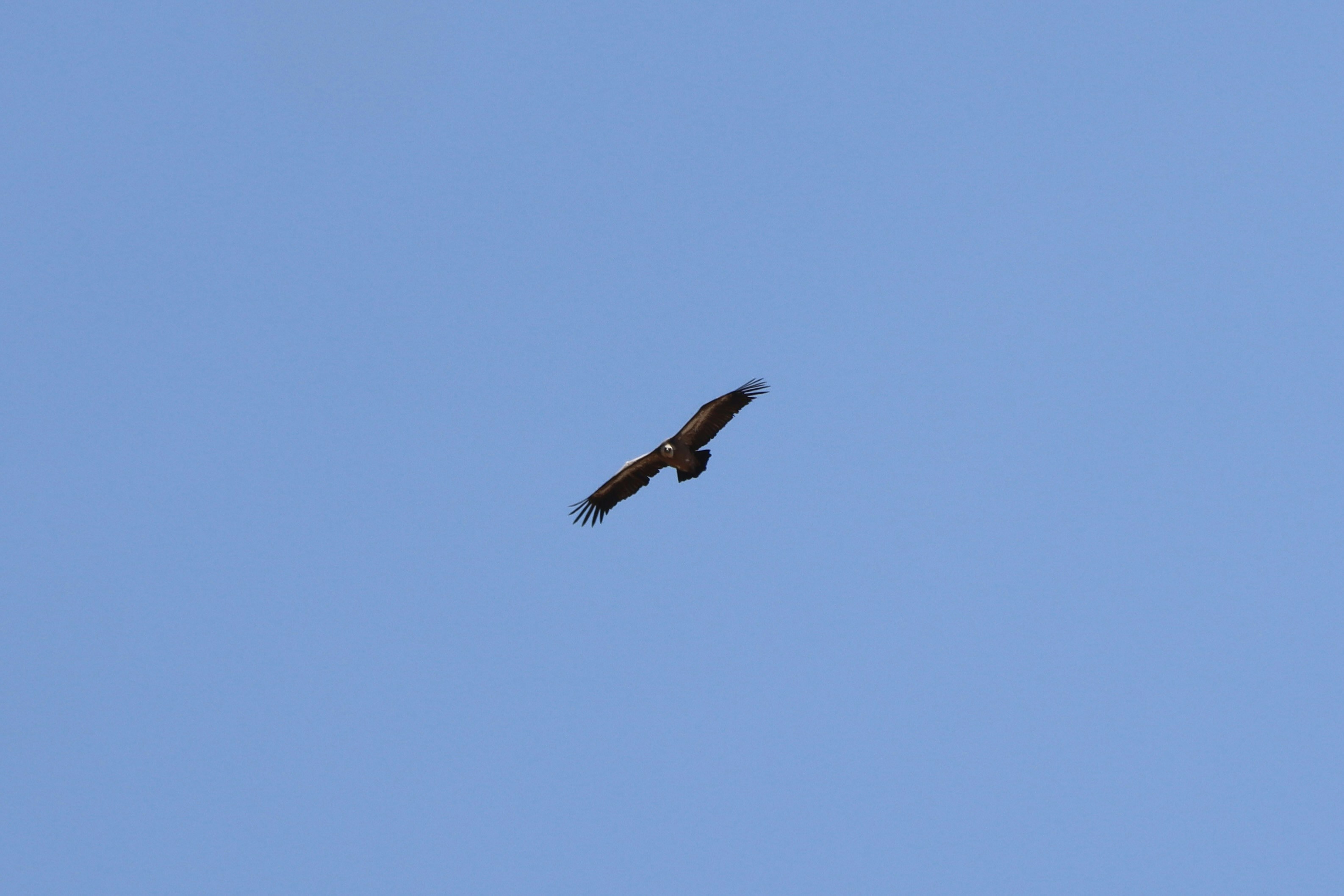 Photo by elijahbillas