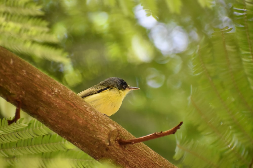 a small bird sits on a branch