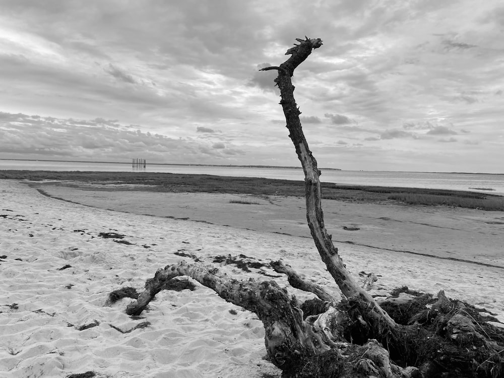 a tree on a beach