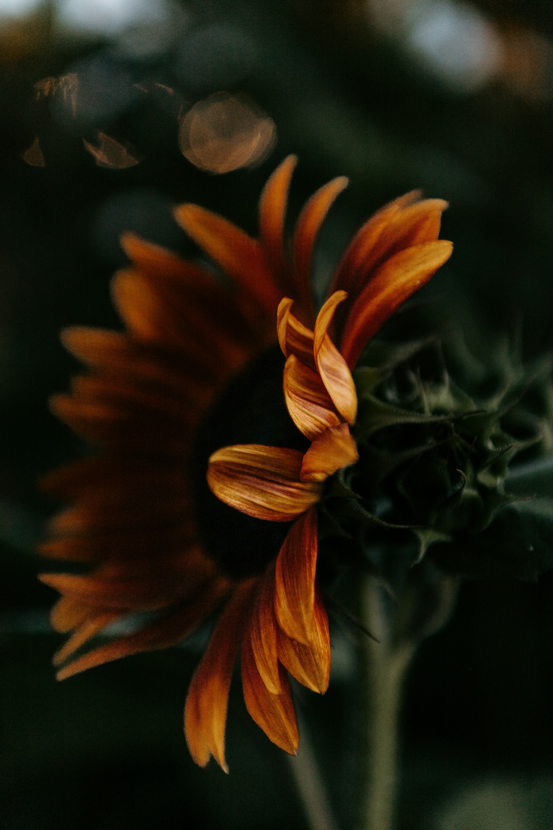 a close up of a flower