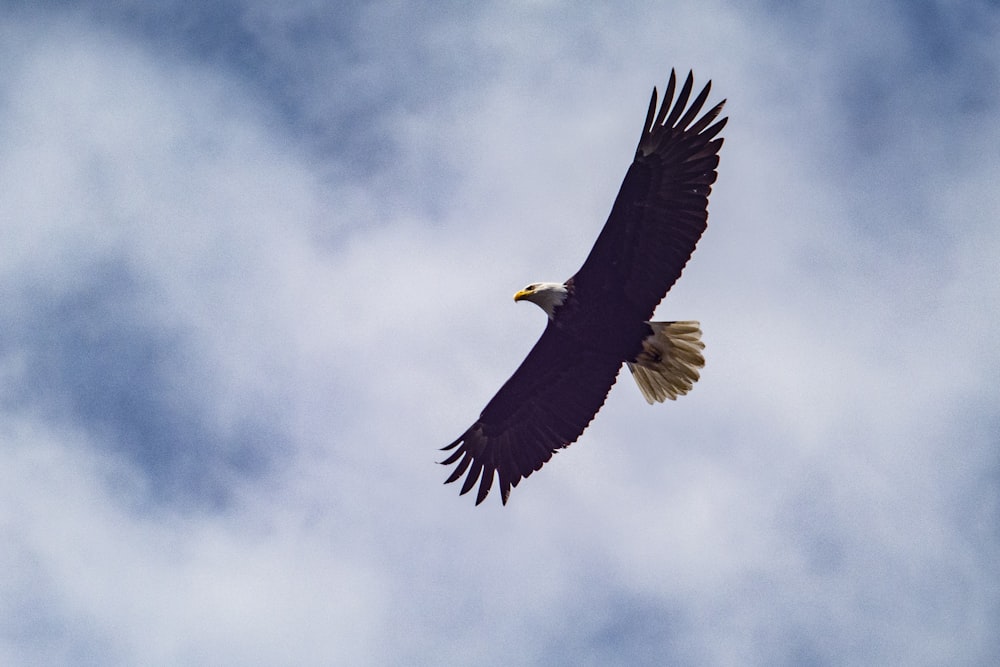 a bird flying in the sky