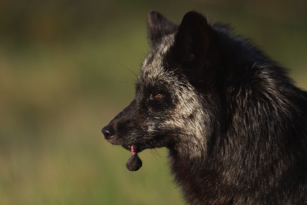 a wolf with its mouth open