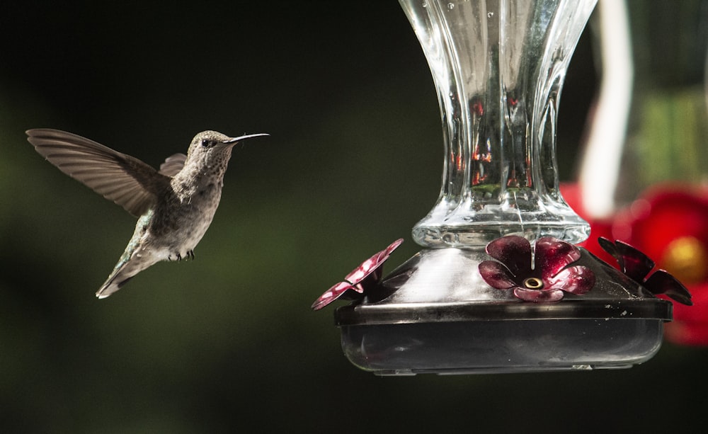 a hummingbird flying to a hummingbird feeder