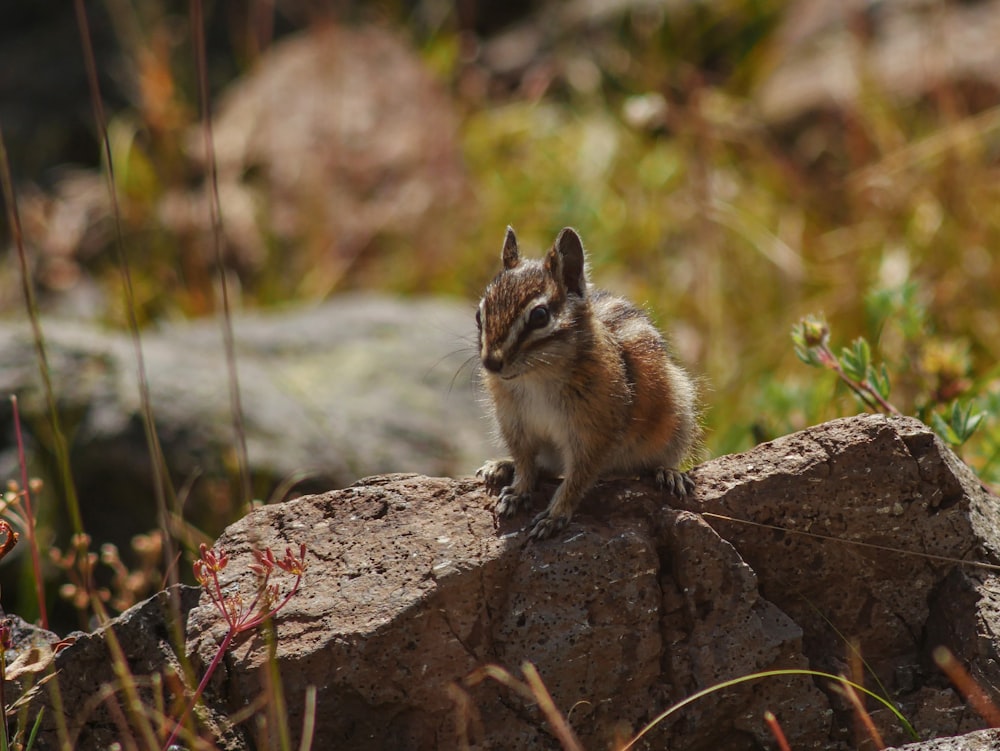 a squirrel on a rock