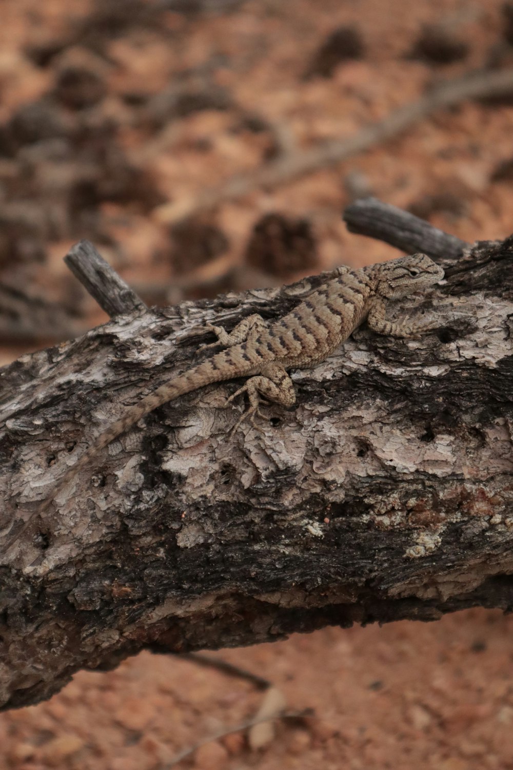 a lizard on a log