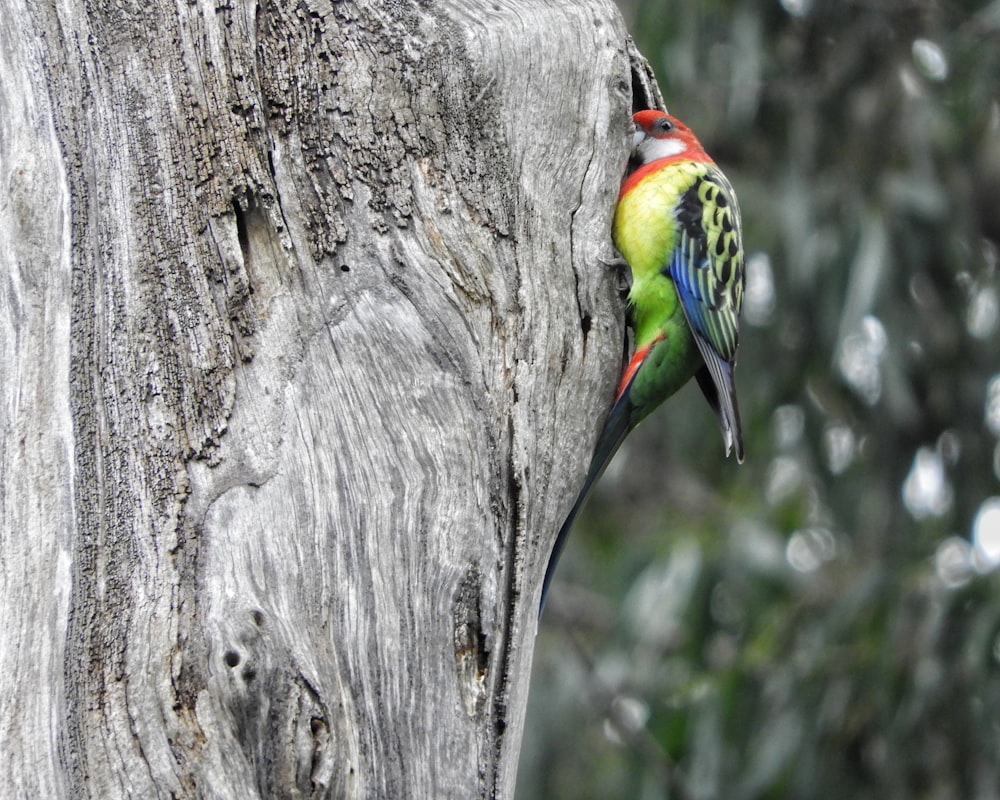 a bird perched on a tree