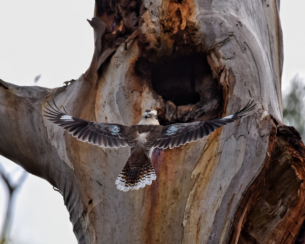 a bird in a hole in a tree