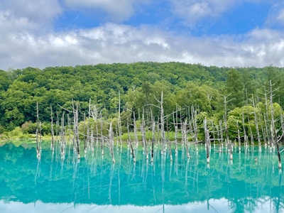 a body of water with trees around it