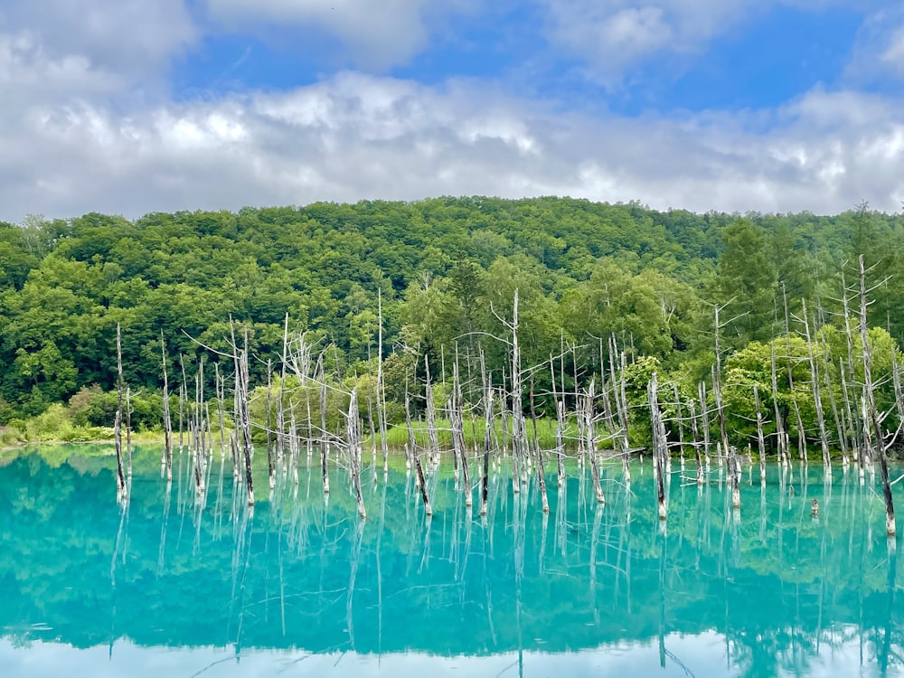 a body of water with trees around it