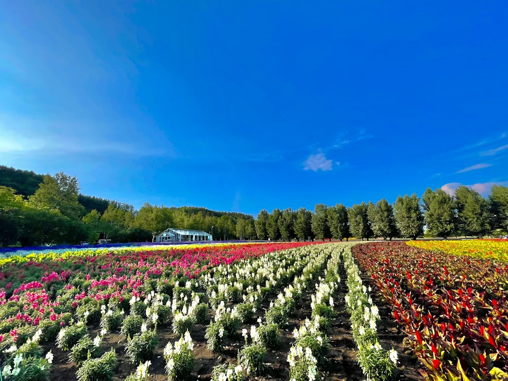 a field of flowers