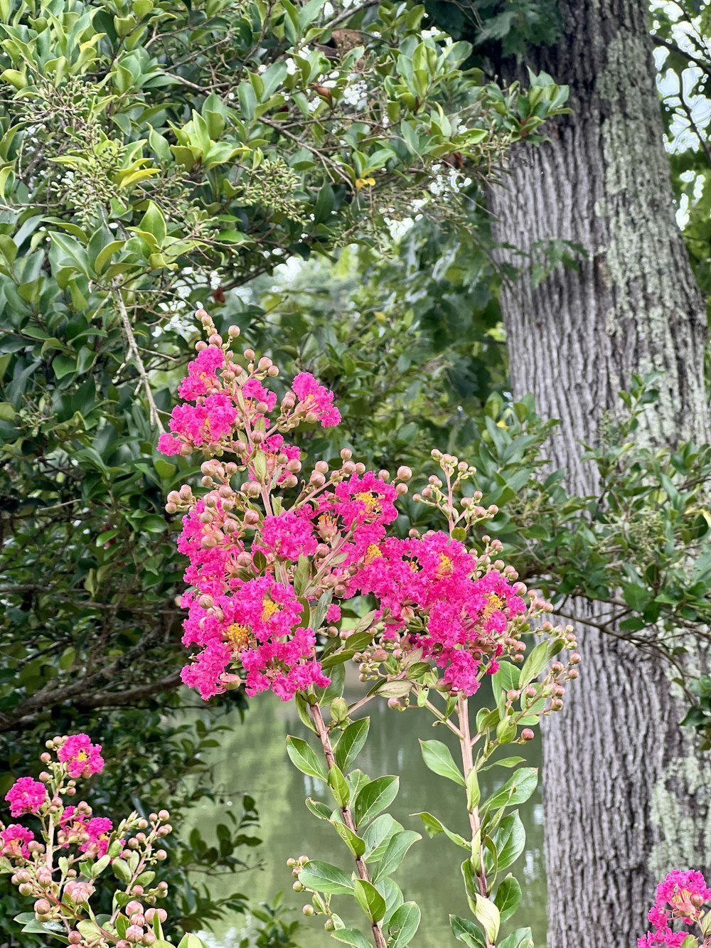 Un árbol con flores rosadas