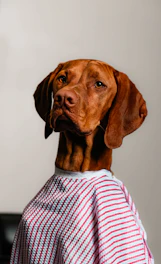 Perro usando suéter