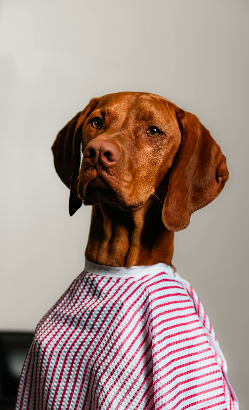 a dog wearing a sweater