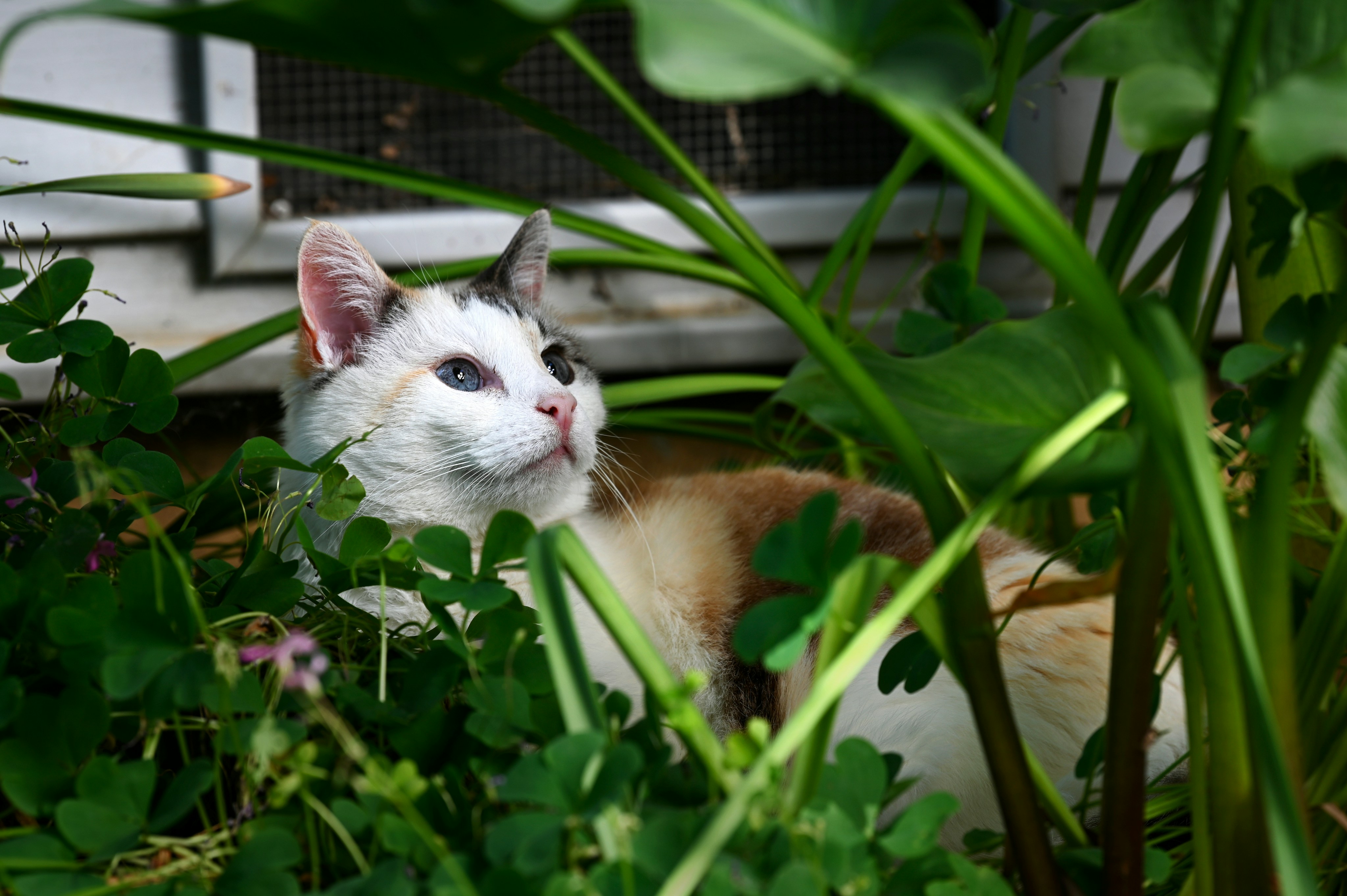 Offer High Perches and Safe Hideaways (image credits: unsplash)