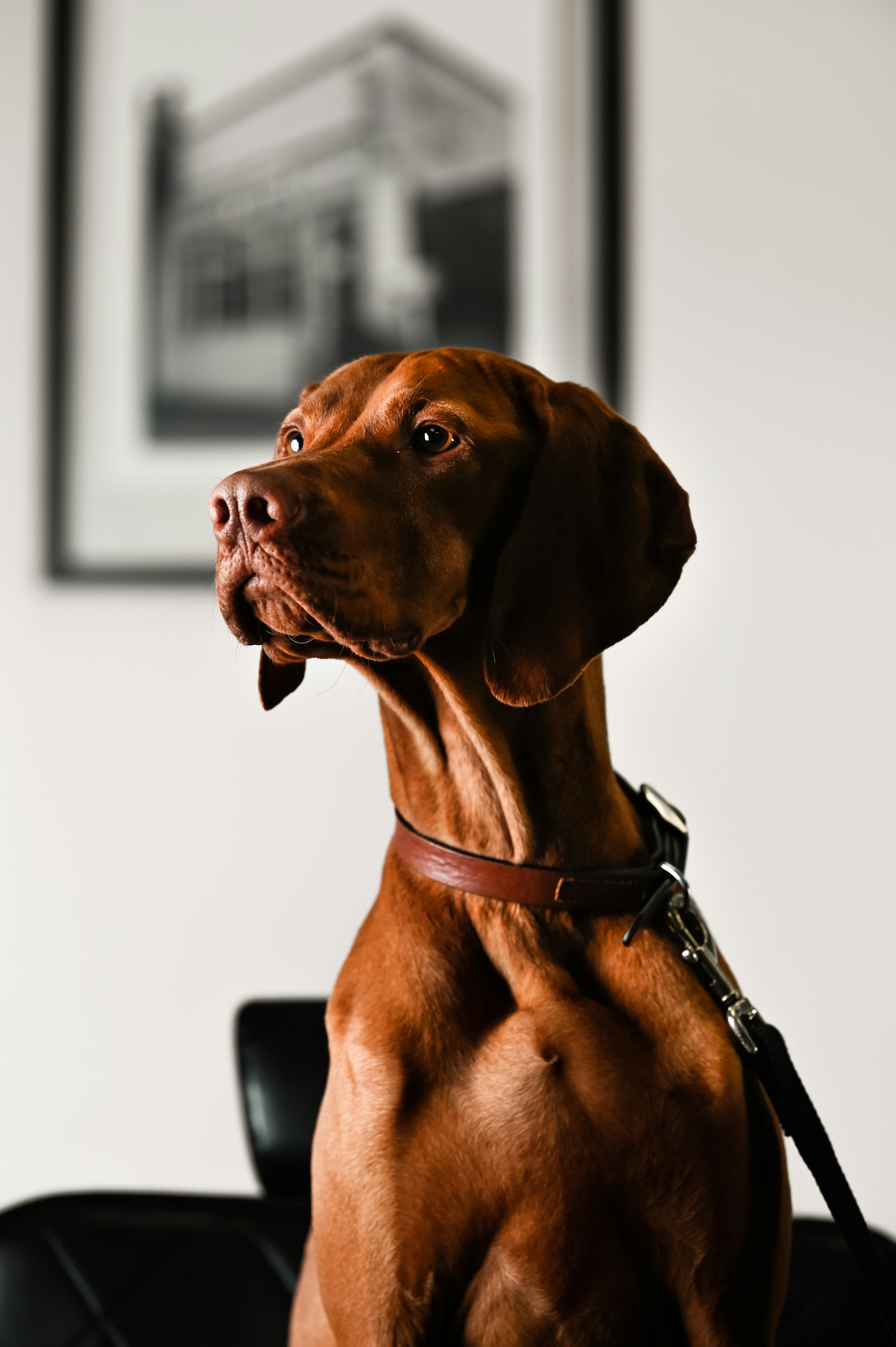 Are Vizslas easy to train?