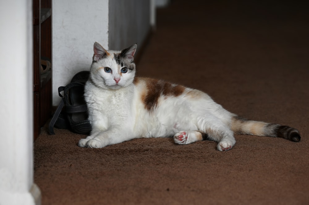 a cat lying on the floor