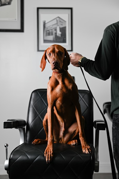 How to Find a Good Dog Groomer UK: Questions to Ask and Red Flags