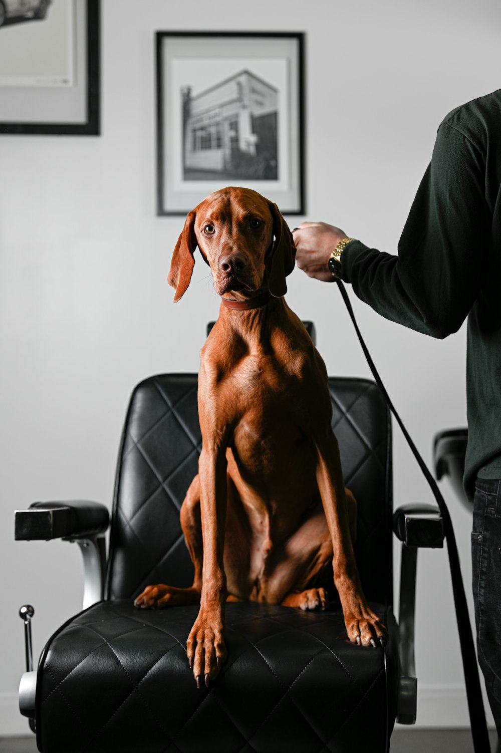 a dog sitting on a chair