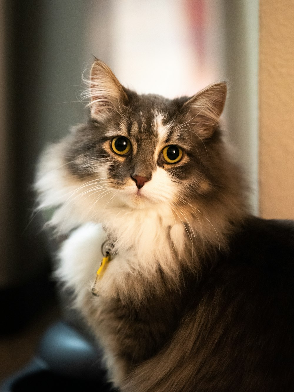 a cat with a yellow object in its mouth