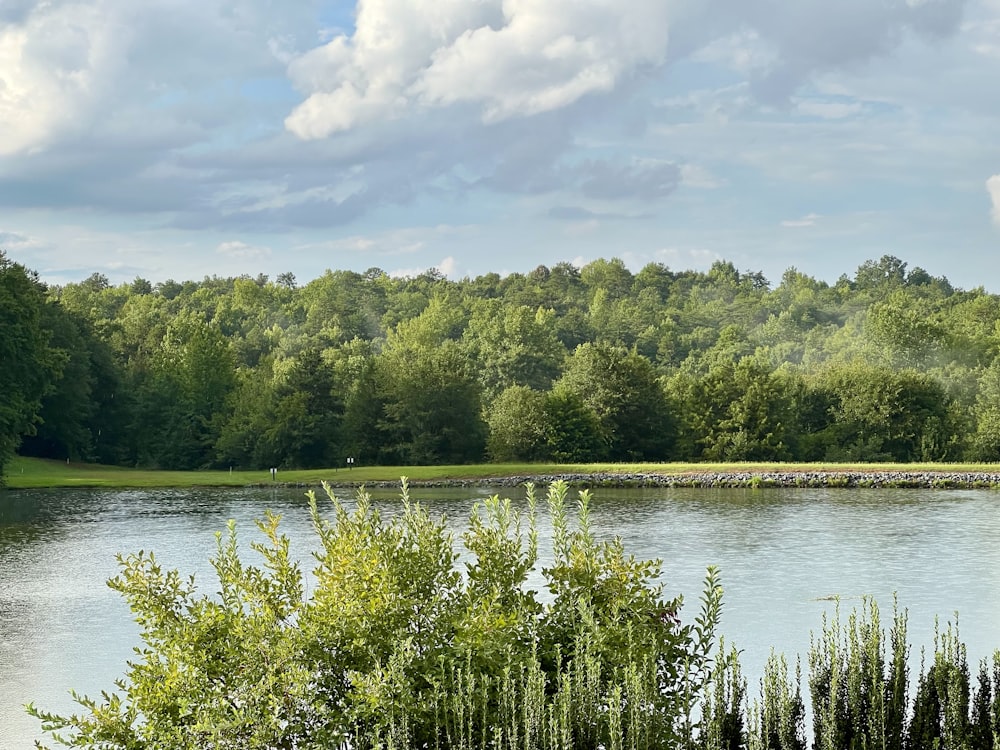 a body of water with trees around it