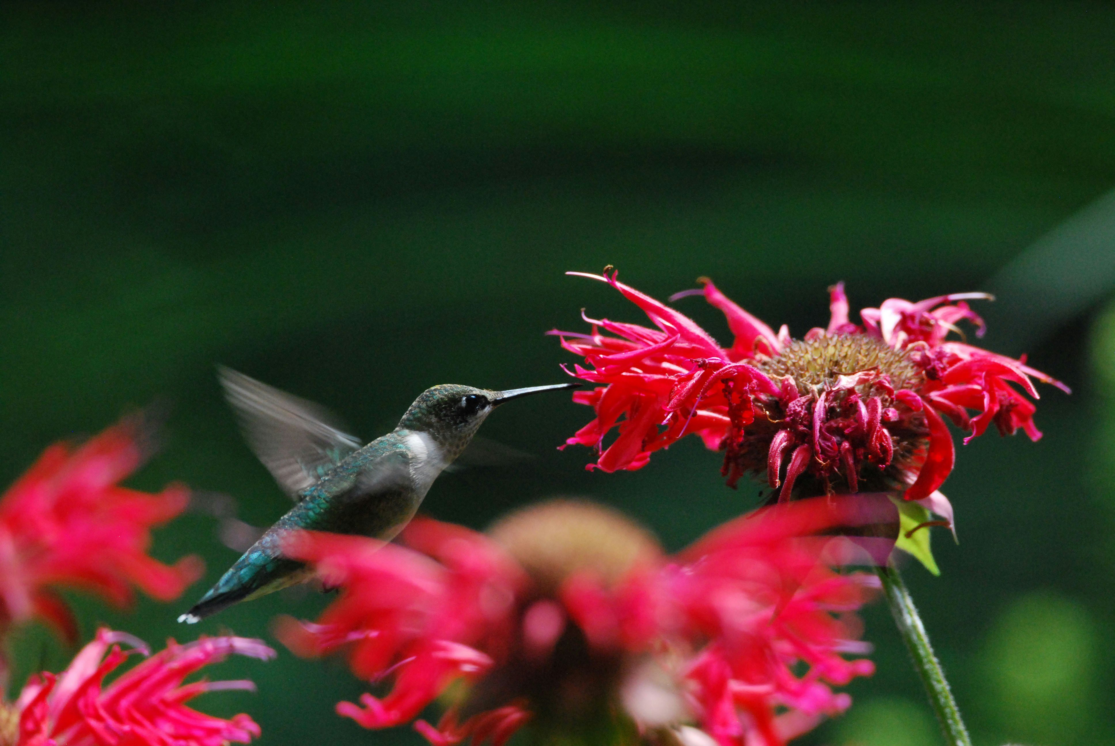 A hummingbird feeding peacefully at a feeder without wasps or bees