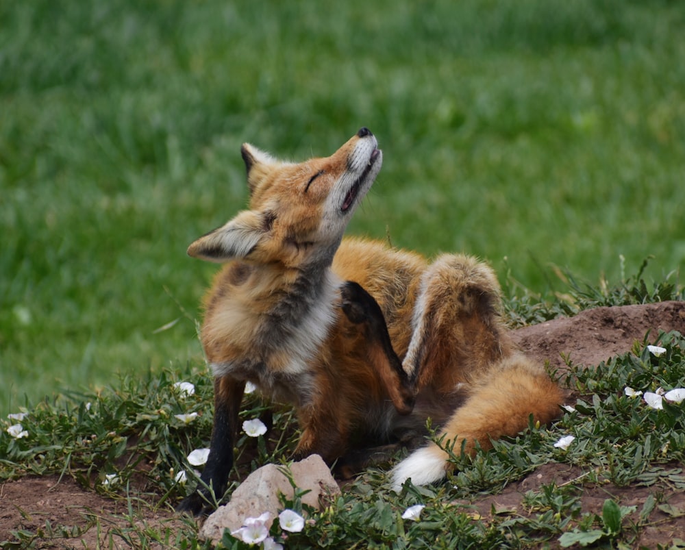 a couple of foxes playing in the grass