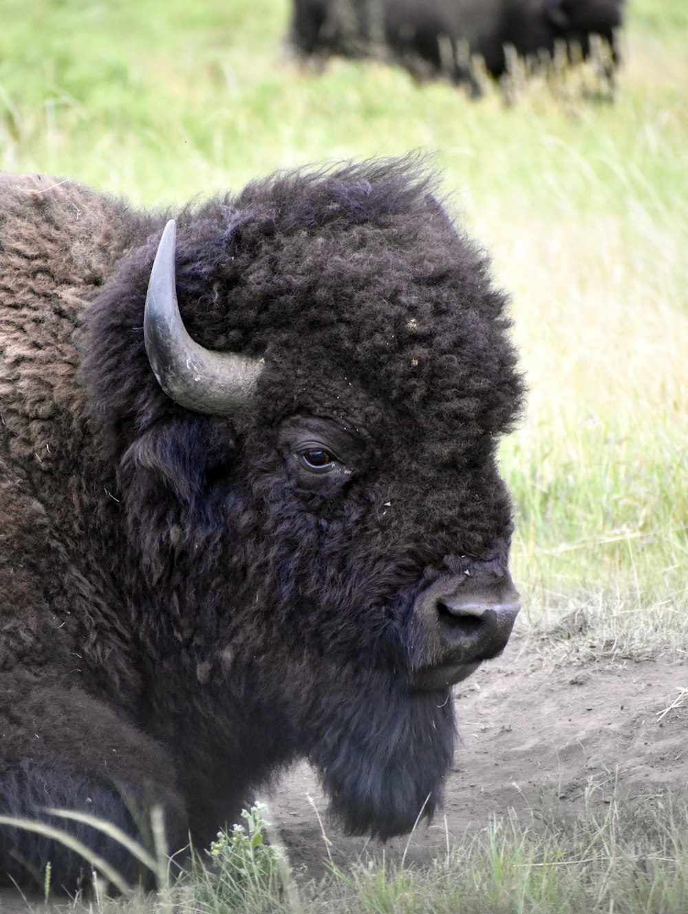 a large black animal