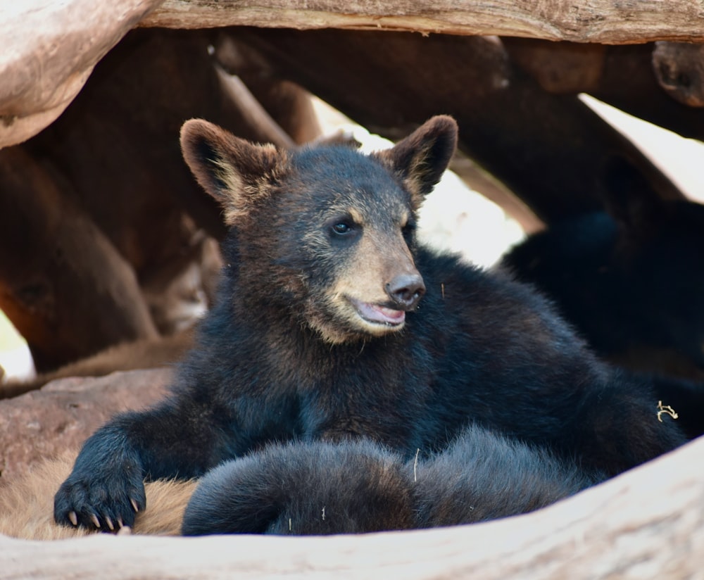 a bear laying on a log