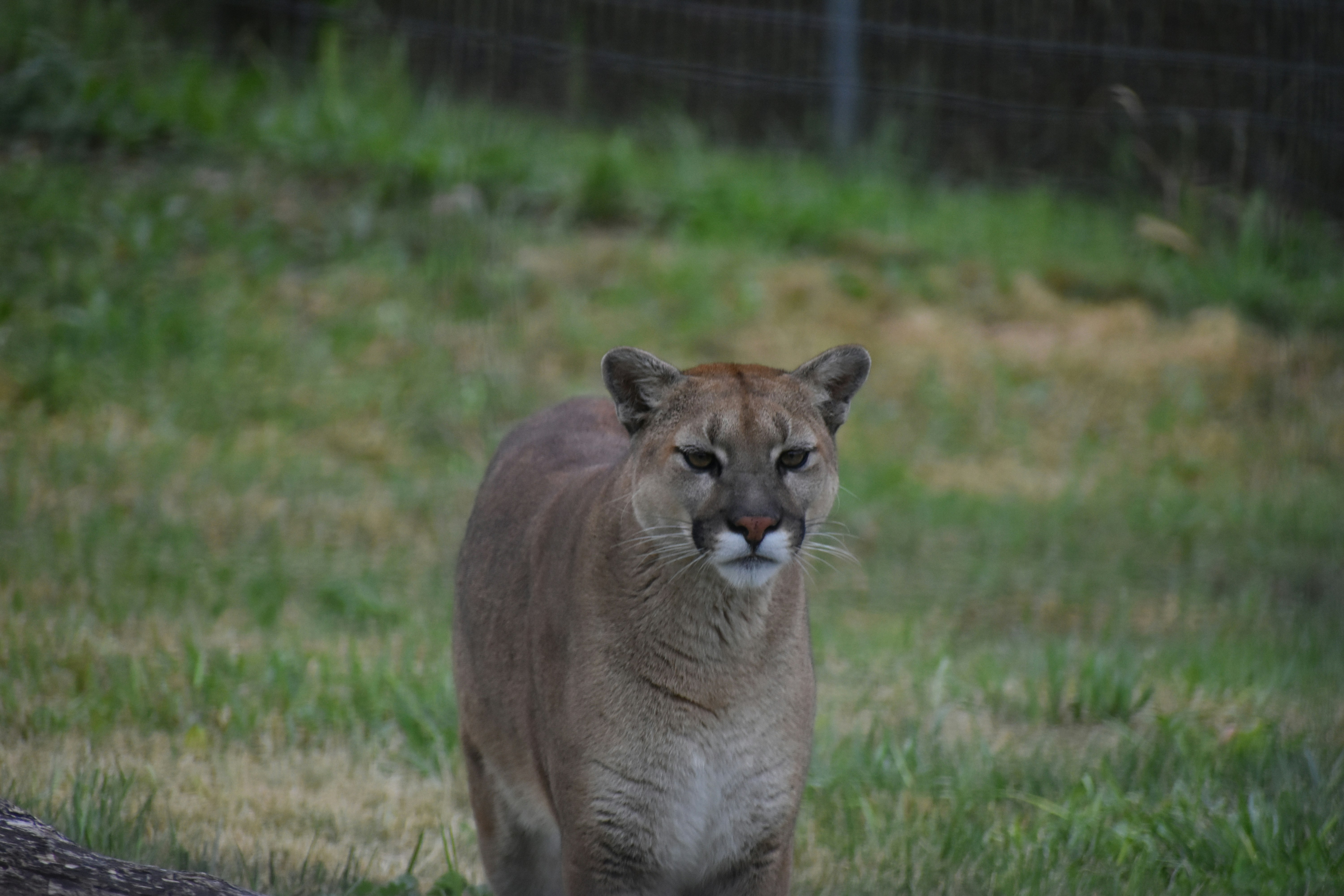 a tiger in a grassy area