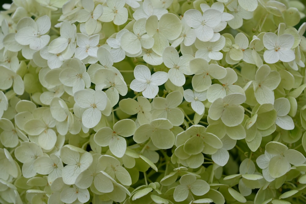 a group of white flowers