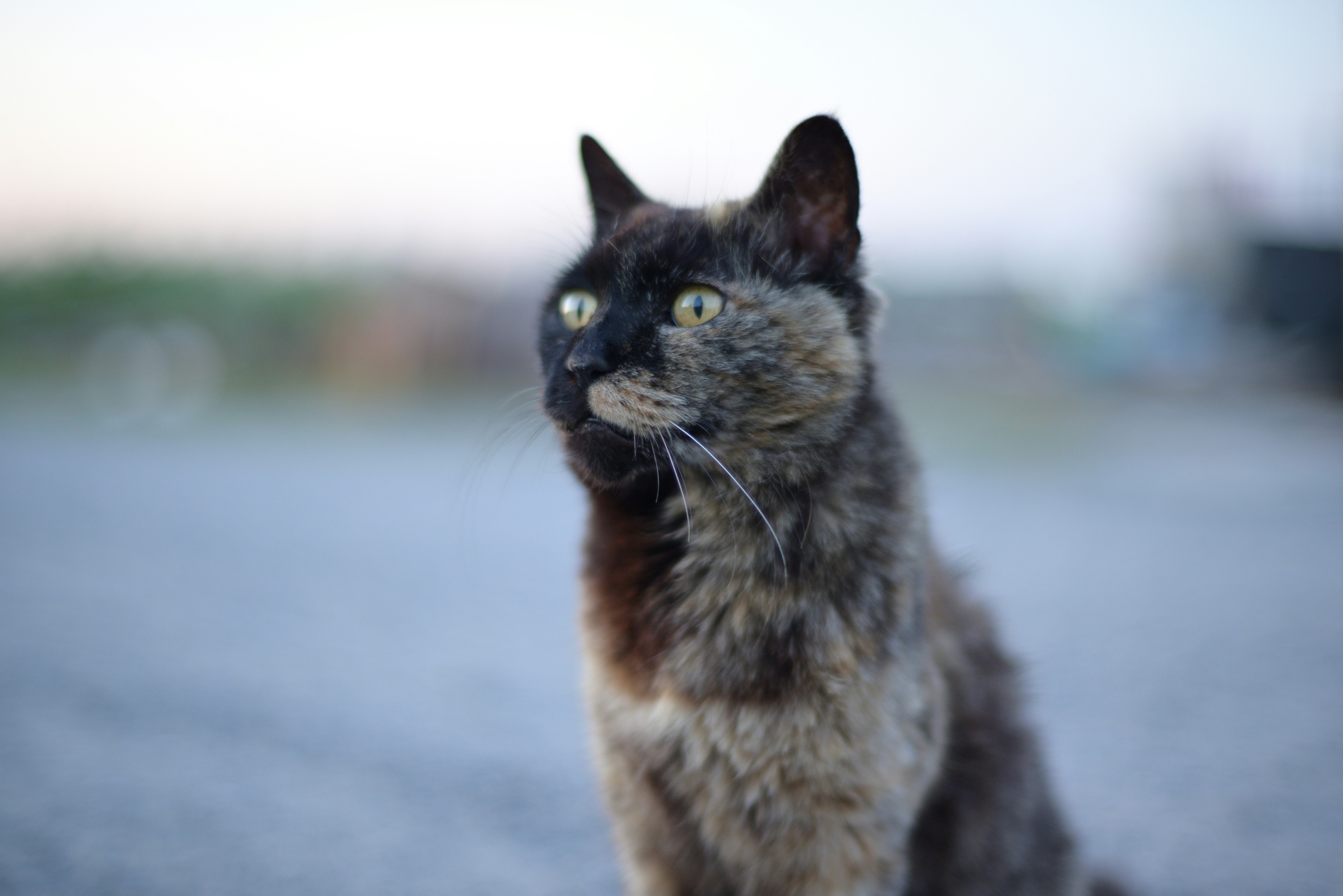 a cat looking at the camera